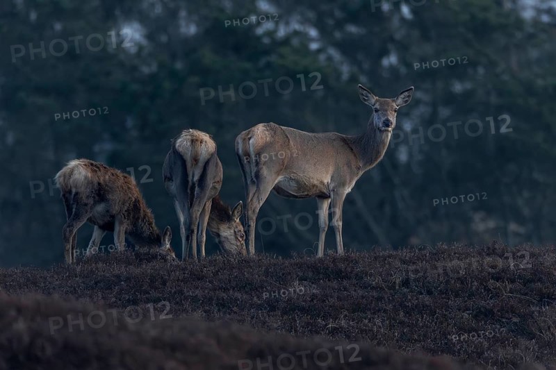 In the evening, red deer (Cervus elaphus) wander with their fawns to the grazing grounds on the heath, alert and watchful, March, Denmark