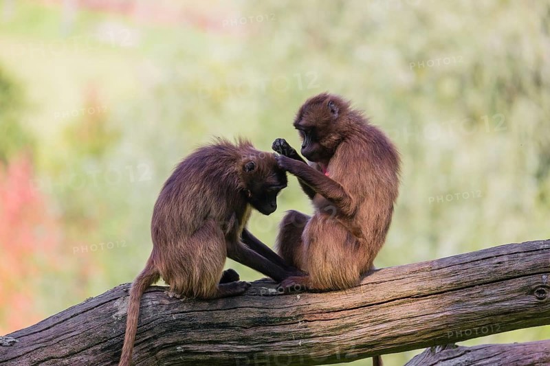 Two female Gelada (Theropithecus gelada), or bleeding-heart monkey grooming each other on a log