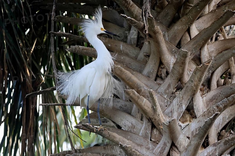 Great Egret (Egretta thula), adult, in breeding plumage, during breeding season, perch, St. Augustine, Florida, North America, USA