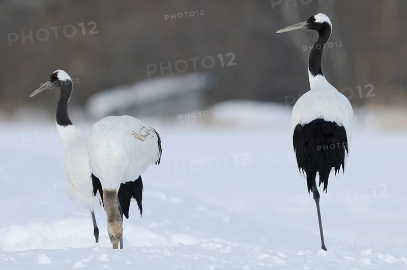 Red-crowned Crane (Grus japonensis), Hokkaido, Japan