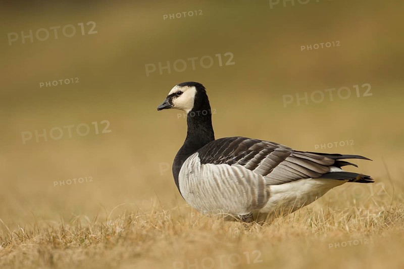 Barnacle Goose (Branta leucopsis), Bavaria, Germany