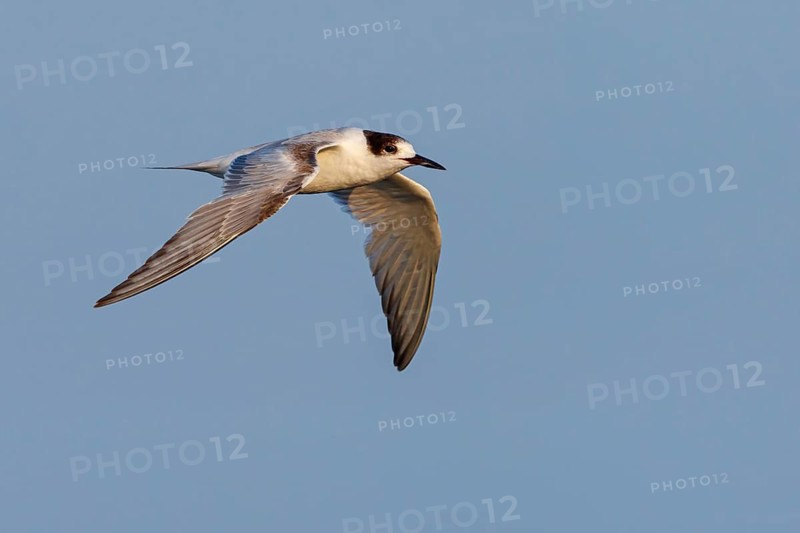 White-cheeked Tern, White-cheeked Tern, (Sterna repressa), family of terns, animals, birds, flight photo, blue sky, Barr Al Hikman, Shannah, Ash Sharqiyah South, Oman