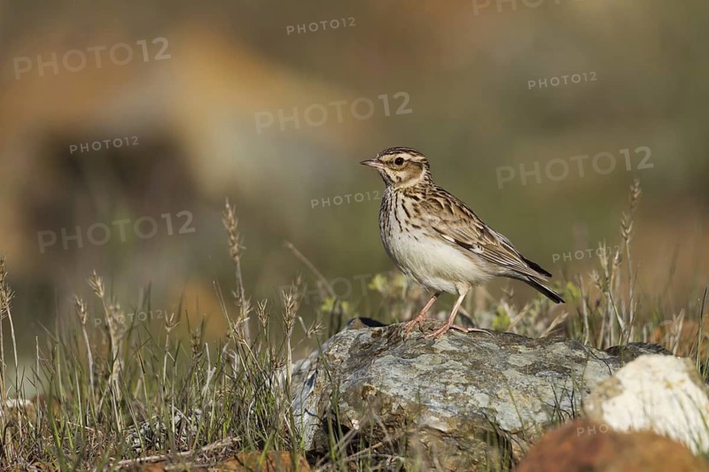 Woodlark (Lullula arborea), Cyprus
