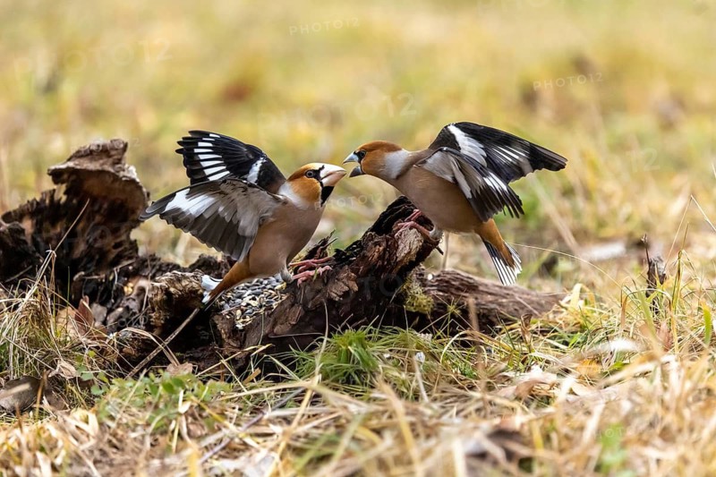 Two cardinal birds are squabbling on the ground over a spot on a tree stump, a hawfinch (Coccothraustes coccothraustes) is perched on deadwood, wildlife, animals, birds, Baden-Württemberg, Germany
