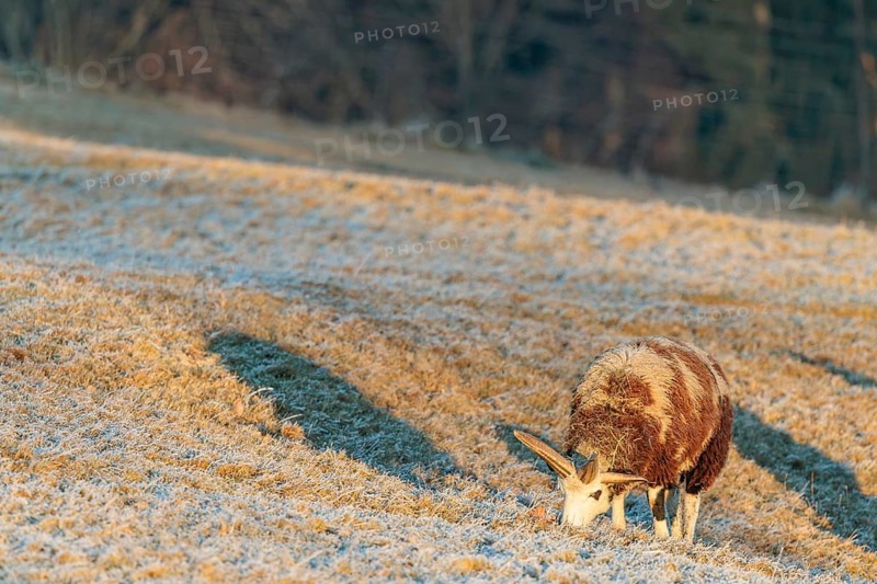 A female Jacob sheep (Ovis ammon F. aries) grazes at sunrise on a meadow covered with hoarfrost. Austria