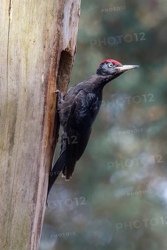 Black Woodpecker (Dryocopus martius) male at nest cavity, Netherlands