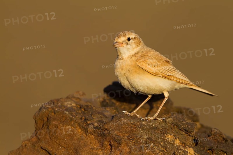 Bar-tailed Desert Lark - Sandlerche - Ammomanes cincturus, Marokko, adult