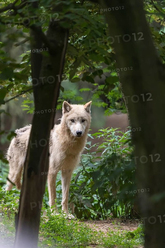 One adult Arctic wolf (Canis lupus arctos) portrait between trees with green background