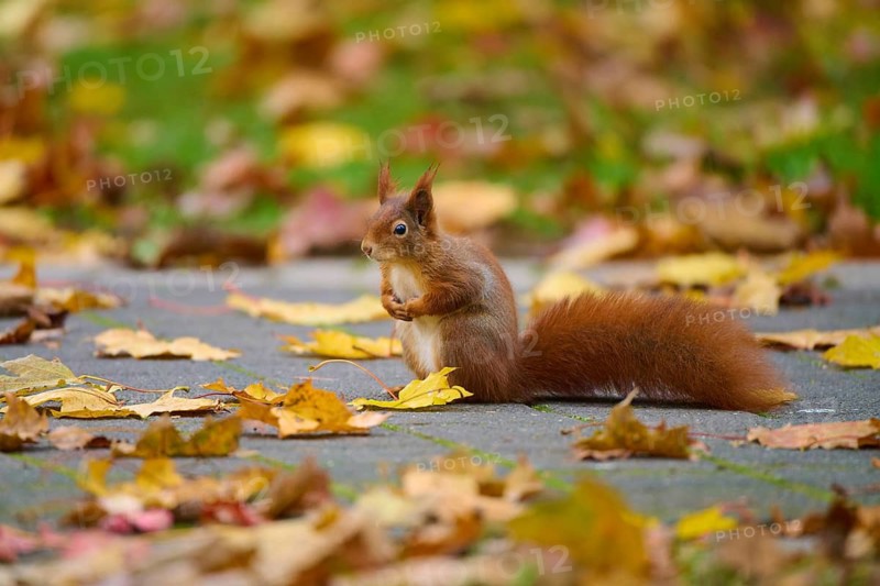 Eurasian squirrel (Sciurus vulgaris), sitting on a walkway covered with autumn leaves in a park, Baden-Württemberg, Germany