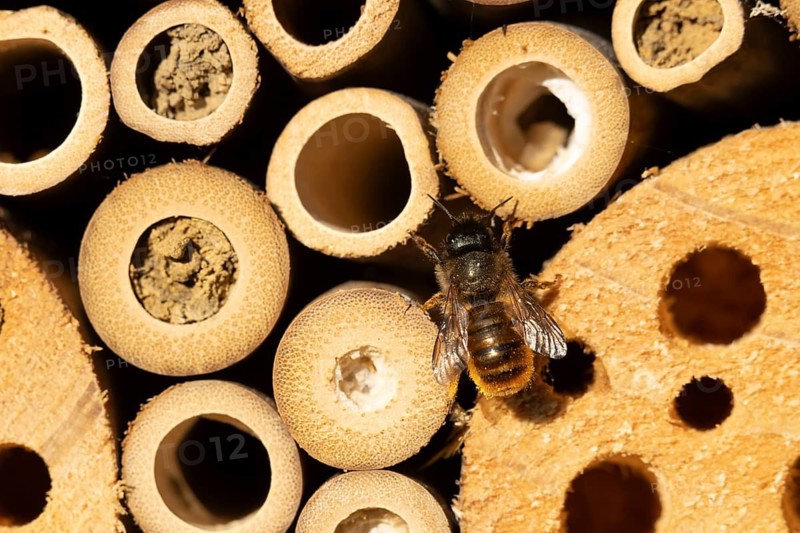 Leafcutter bee (Megachile willughbiella) adult insect on a bee or bug hotel in summer, England, United Kingdom