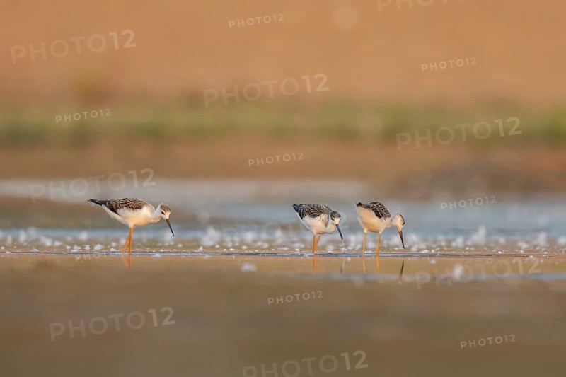 Black-winged Stilt (Himantopus himantopus) group of juveniles foraging, North Rhine-Westphalia, Germany