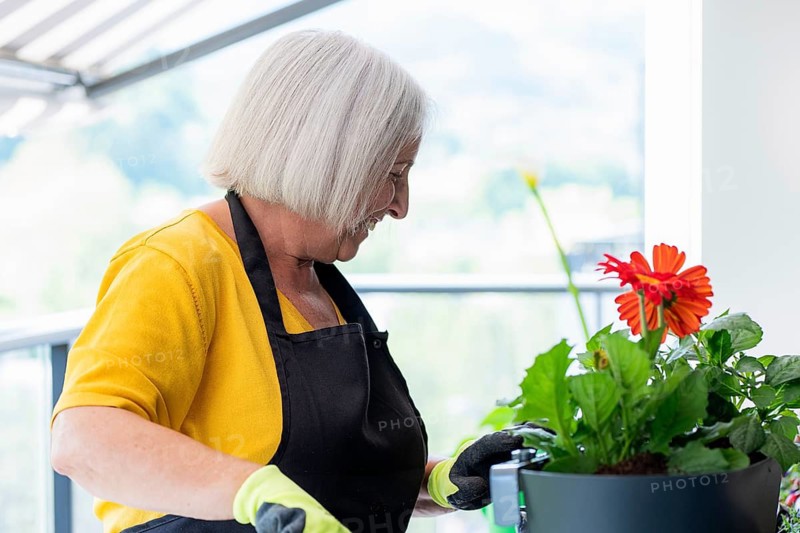 An elderly woman enjoys gardening on a sunny patio, tending to vibrant gerbera daisies with a cheerful smile. Her yellow attire brightens the scene, emphasizing her joy