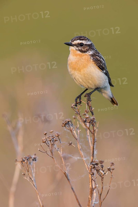 Whinchat (Saxicola rubetra) male perched on a meadow plant, Poland