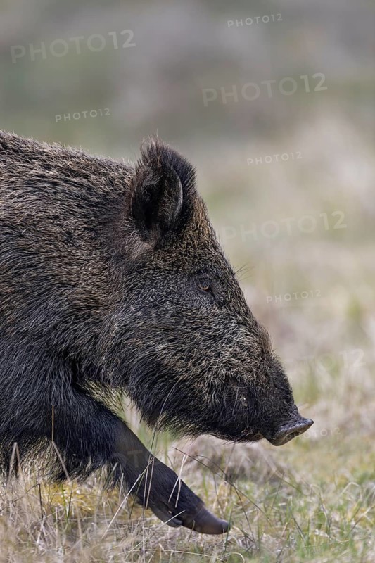 Portrait of a wild boar (Sus scrofa), Denmark