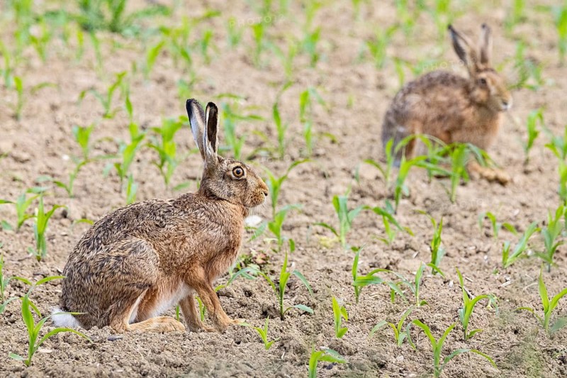 European hare (Lepus europaeus) Germany