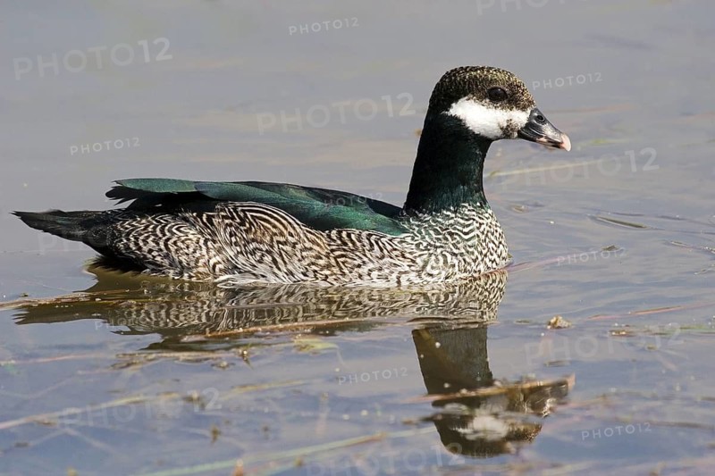 Green Pygmy Goose (Nettapus pulchellus) male, Northern Territory, Australia