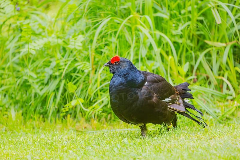 A male Black Grouse (Tetrao tetrix) during courtship display