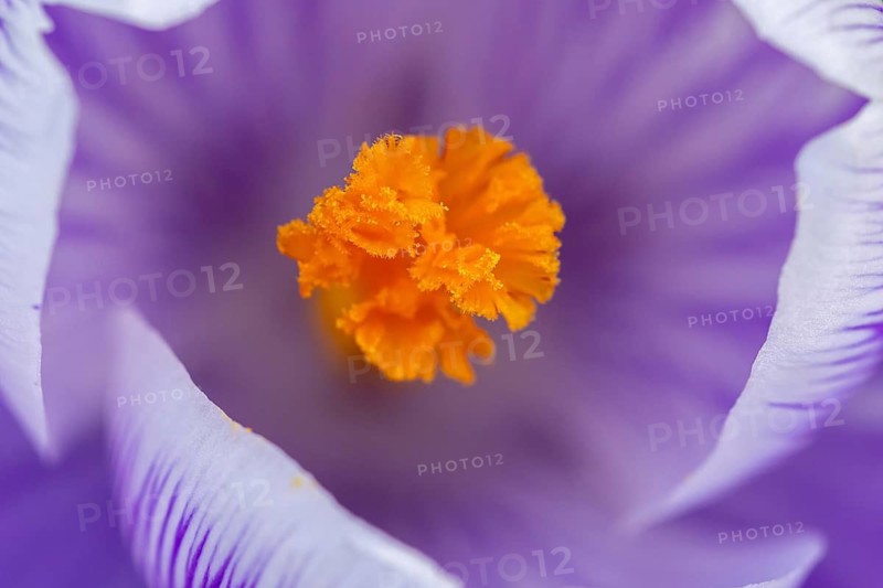 Lilac crocus (Crocus sp.) top view close-up showing yellow stigma in late winter, early spring