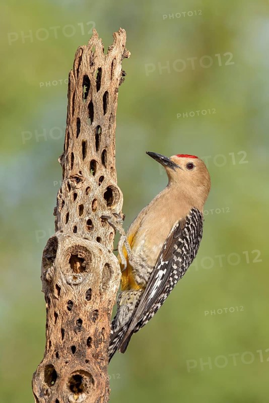 Gila Woodpecker (Melanerpes uropygialis) male, Arizona, USA