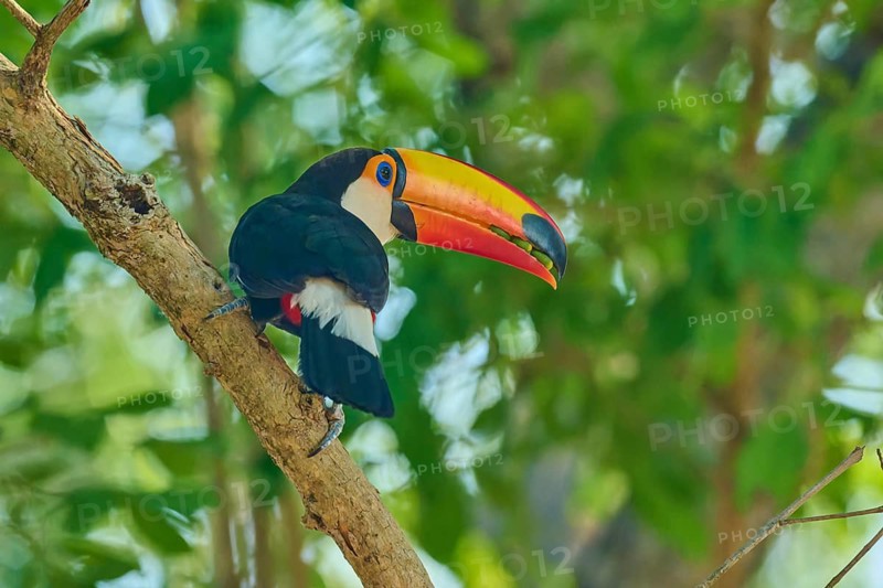 A toucan perched on a branch, surrounded by green foliage, with a strikingly colourful beak, giant toucan (Ramphastos toco), Pantanal, Mato Grosso, Brazil