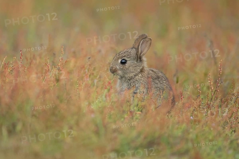 Rabbit (Oryctolagus cuniculus) juvenile baby bunny animal feeding amongst flowering Sorrel flowers in summer, Suffolk, England, United Kingdom