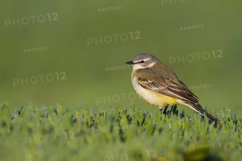 Sykes Wagtail - Schafstelze - Motacilla flava ssp. beema, Kazakhstan, adult female