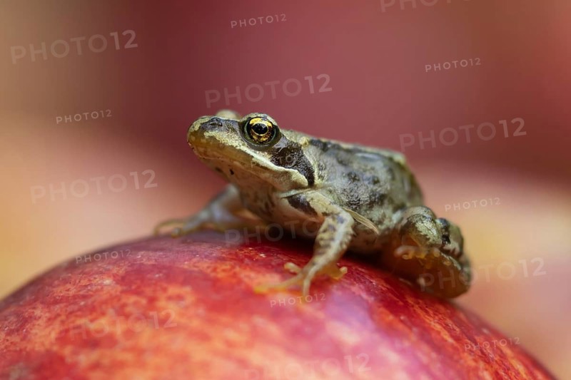 Common frog (Rana temporaria) adult amphibian on a fallen apple fruit in a garden in summer, Suffolk, England, United KIngdom