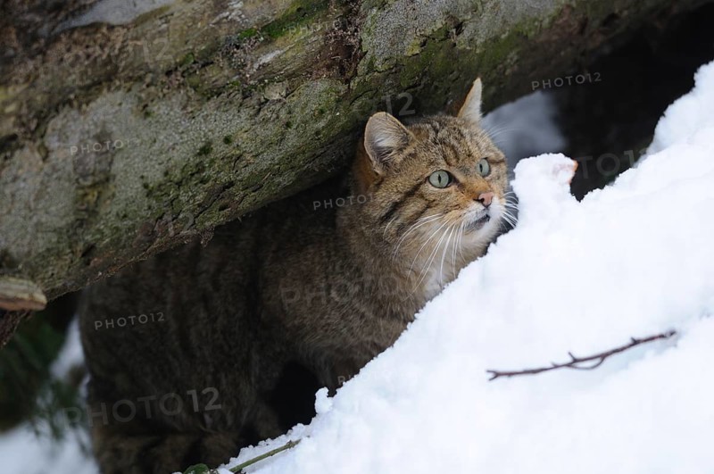 Wildcat hiding under a tree trunk in the snow, European wildcat (Felis silvestris), Germany