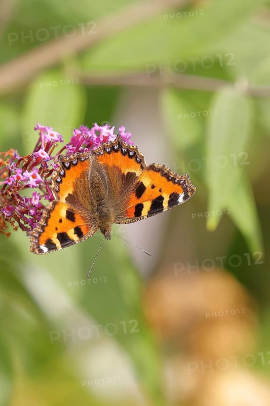 Small tortoiseshell (Aglais urticae), on summer lilac or butterfly-bush (Buddleja davidii), Wilden, North Rhine-Westphalia, Germany