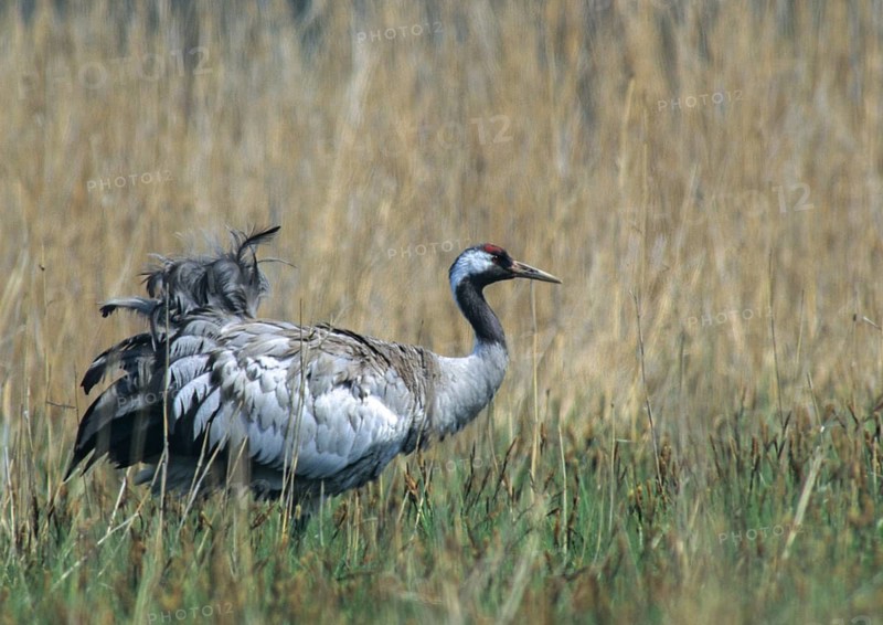 Crane, grus grus, crane, courtship, courtship display, grebe, gruidae, gruiformes, crane birds, leo, waitbirds, birds