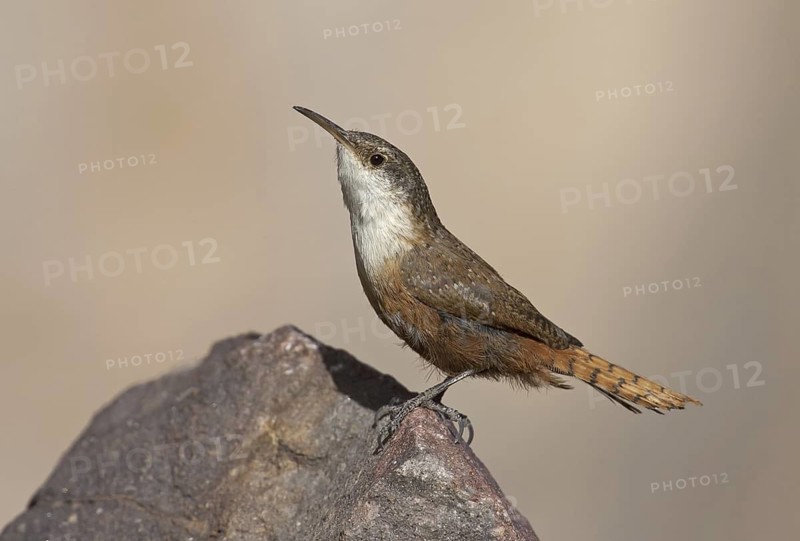 Canyon Wren (Catherpes mexicanus), Arizona, USA