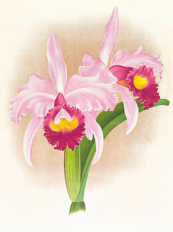 Orchid, Cattleya Trianae var purpurata, authentic reproduction of an illustration by Jean Jules Linden (1817 - 1898), Luxembourgish-Belgian botanist, one of the fathers of orchid research, Historical