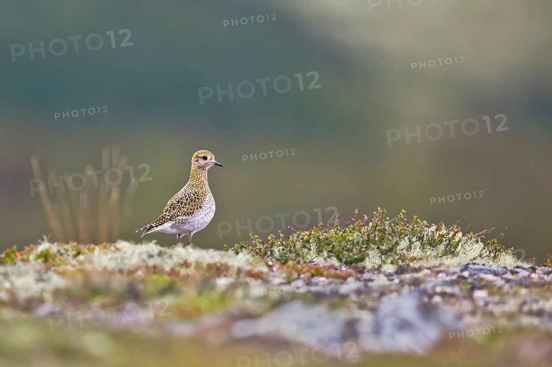 European Golden Plover (Pluvialis apricaria) juvenile, Dovrefjell, Norway