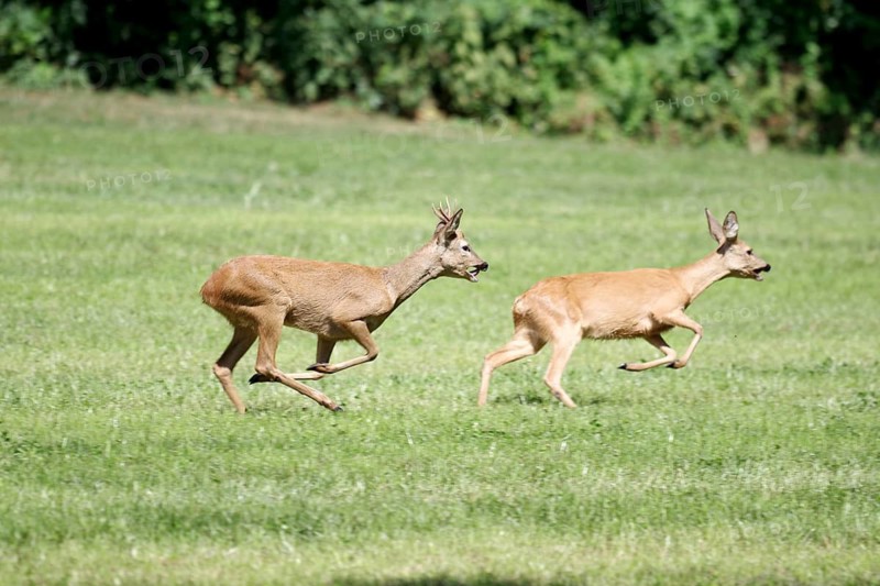 Roe deer (Capreolus capreolus), wild animal, rutting season, Germany, during the rutting season, the roebuck chases after the doe