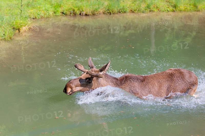 An aggressive bull moose (Alces alces) crosses a stream with splashing water on a sunny day
