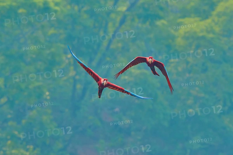 Two parrots flying gracefully through the air against a forest backdrop: a green-winged macaw, or dark-red macaw (Ara chloroptera), Buraco Das Araras, Bonito, Pantanal, Brazil