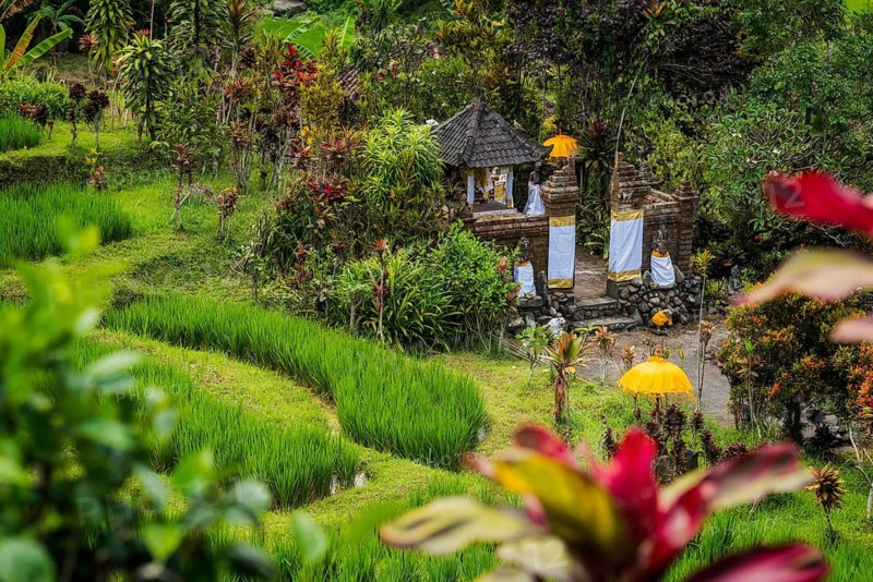 Jatiluwih, rice terrace, temple, Hinduism, agriculture, export, tourism, travel, landscape, UNESCO, Bali, Indonesia