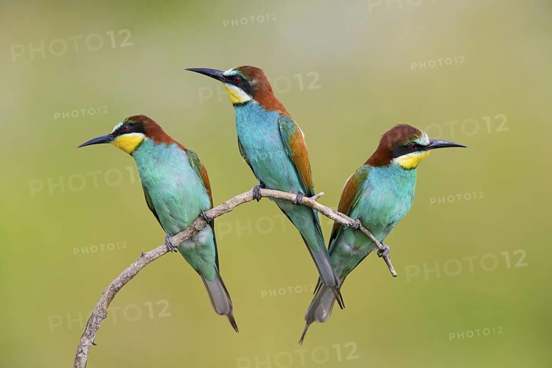 Bee-eater, (Merops apiaster), animals, birds, raptor family, three birds on perch, Muselievo, Muselievo, Pleven, Bulgaria