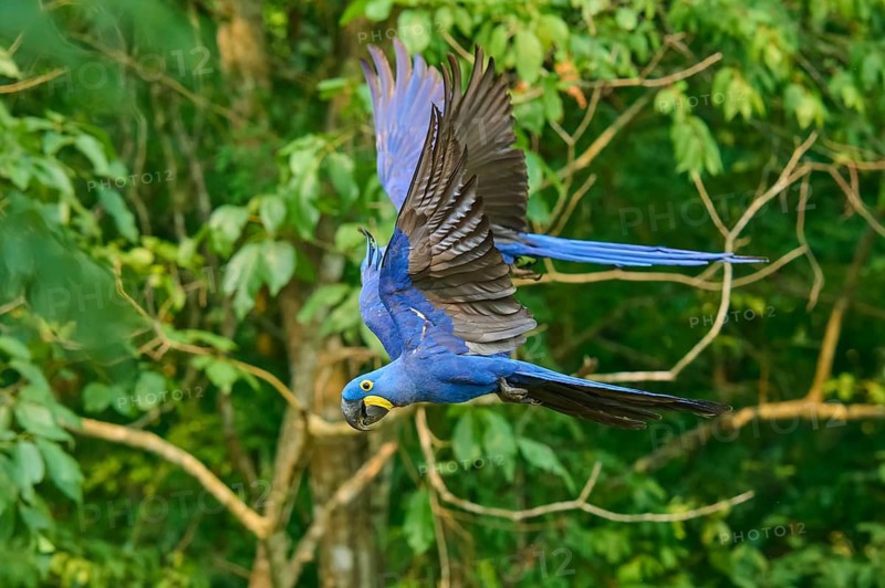 A hyacinth macaw flies energetically through a green, leafy landscape, Hyacinth Macaw (Anodorhynchus hyacinthinus), Bonito, Pantanal, Brazil