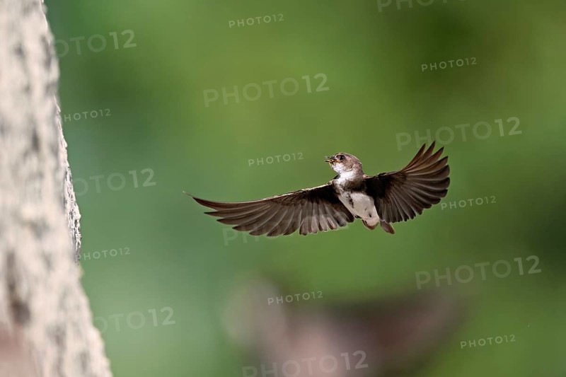 Sand martin (Riparia riparia), approaching the breeding tube with food in its beak, Reussegg nature reserve, Canton Aargau, Switzerland
