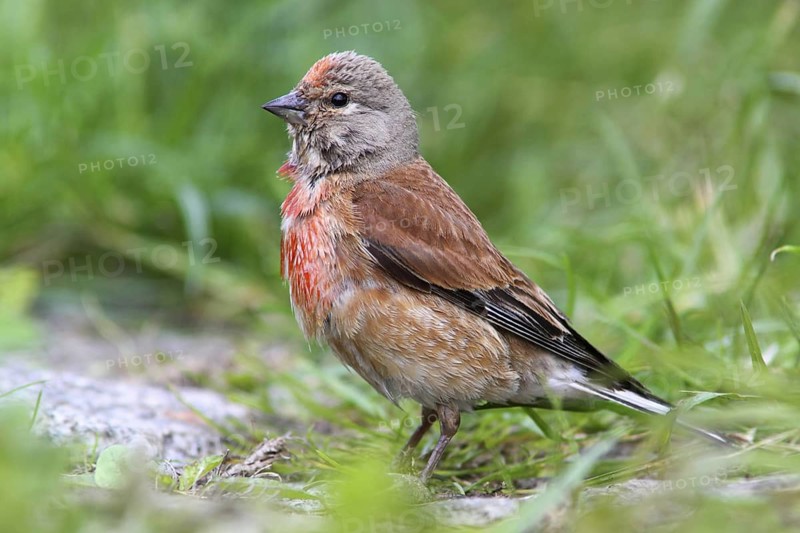 Common Linnet (Linaria cannabina) male, Mecklenburg-Western Pomerania, Germany