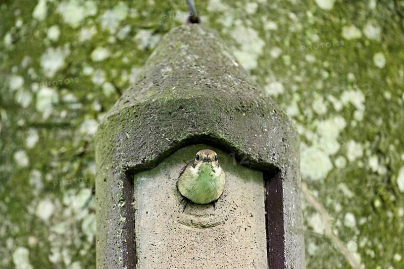 Pied Flycatcher (Ficedula hypoleuca), male looking out of the nesting box, Canton Zug, Switzerland