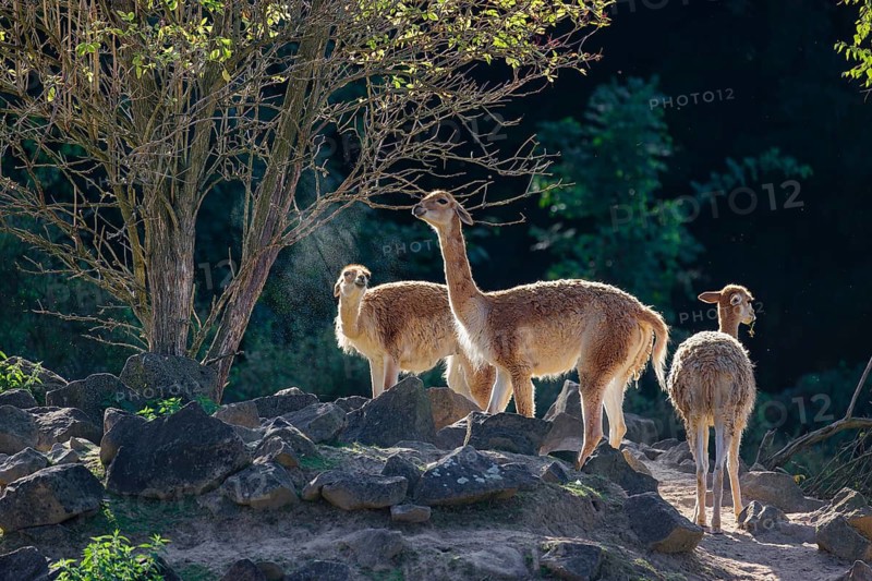 Three vicunas (Lama vicugna) stand on rocky terrain under a tree in a backlit scene. One is spitting