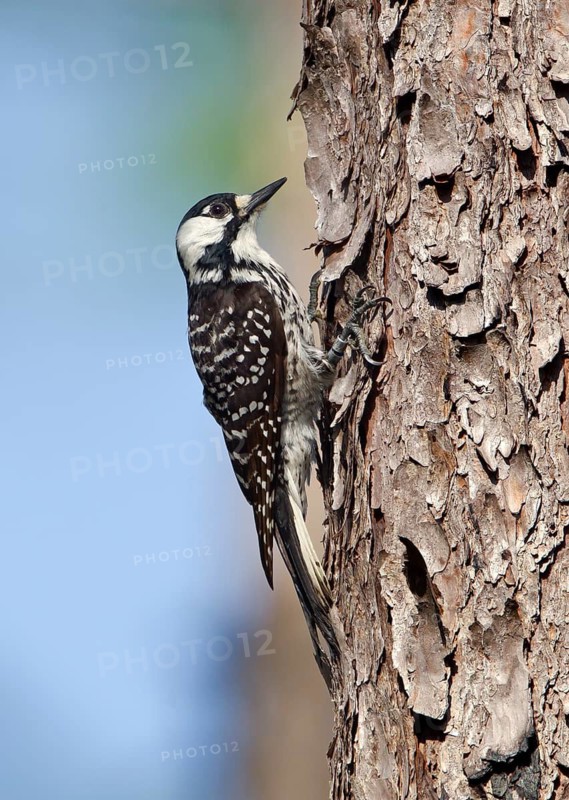 Red-cockaded Woodpecker (Leuconotopicus borealis), Florida, USA