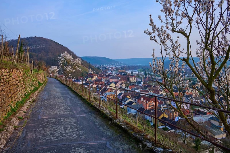View of a town from a hill with blooming almond trees in the foreground, Klingenberg am Main, Churfranken, Untermain, Main, Spessart, Bavaria, Germany