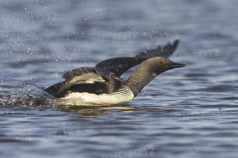 Pacific Loon (Gavia pacifica) mating, Manitoba, Canada