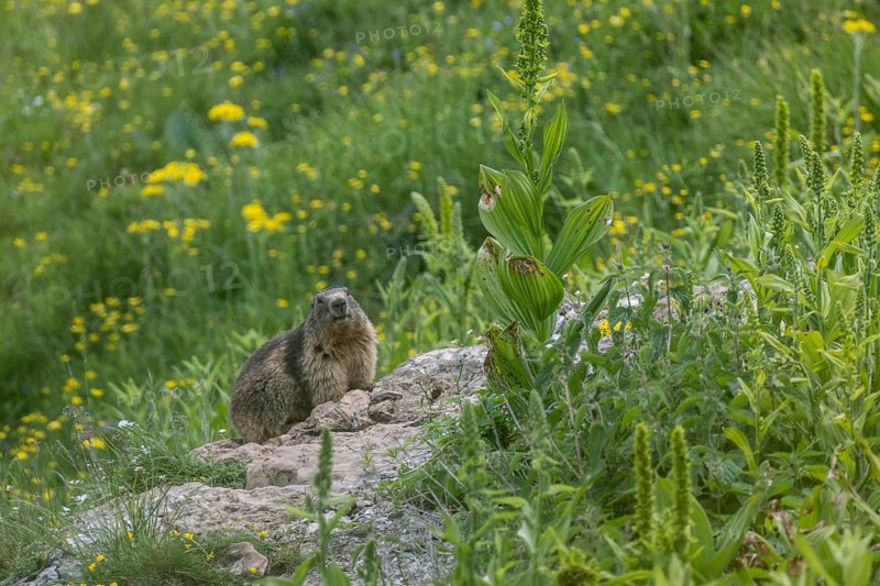 Marmot (Marmota marmota), Monte Baldo, Veneto, Italy
