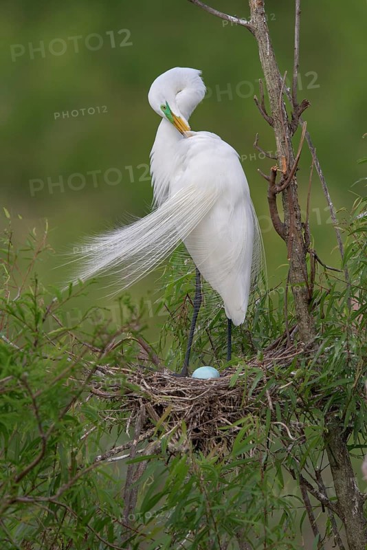 Great Egret (Ardea alba) preening at nest with one egg, Texas, USA