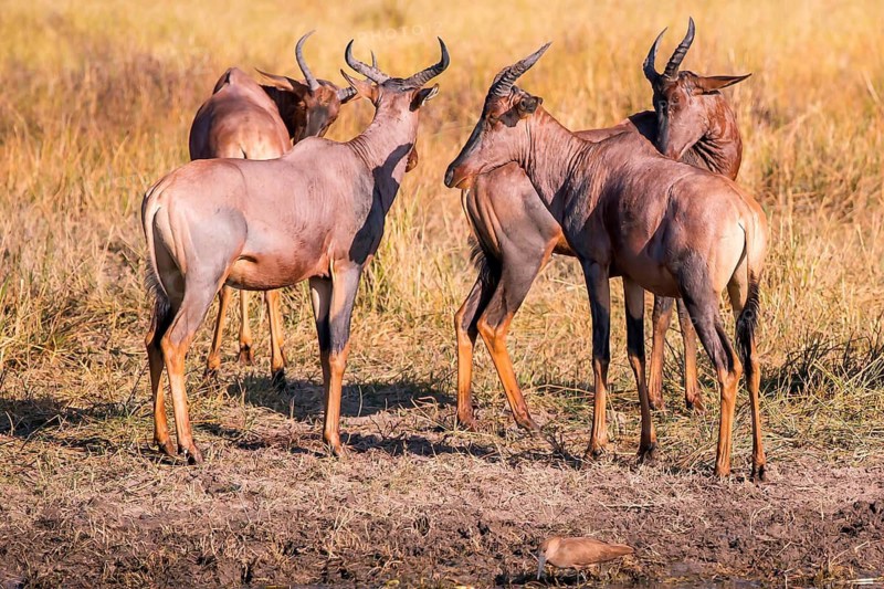Africa, Botswana, antelope, lyrebird, Botswana