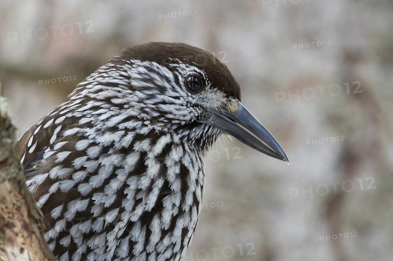 Spotted Nutcracker (Nucifraga caryocatactes), Grisons, Switzerland
